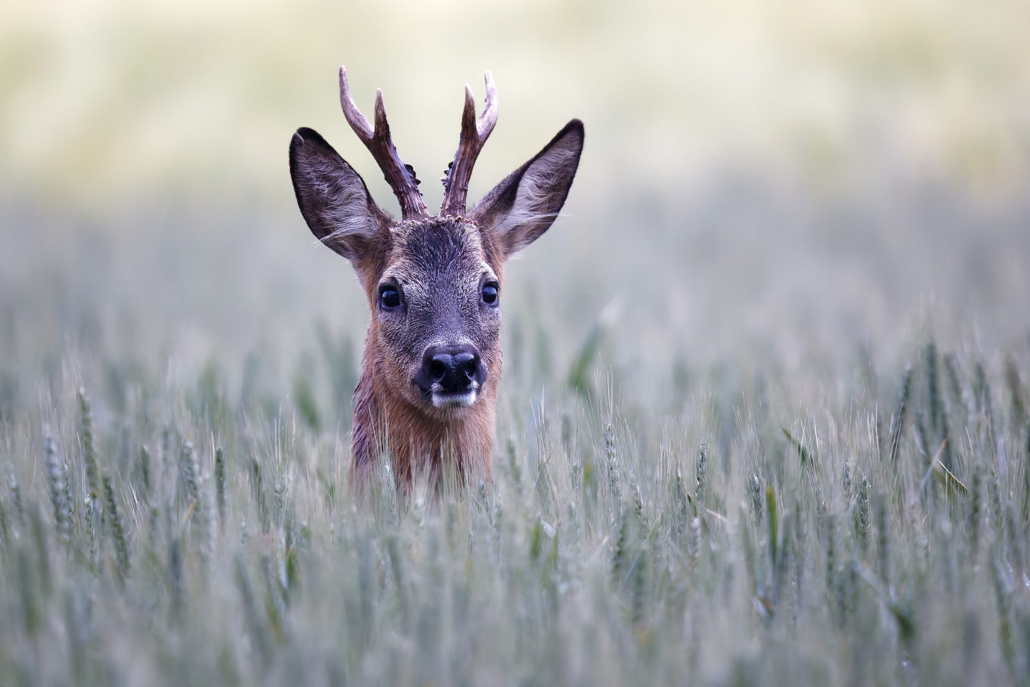 Why studying your local roe deer population is essential to good stalking