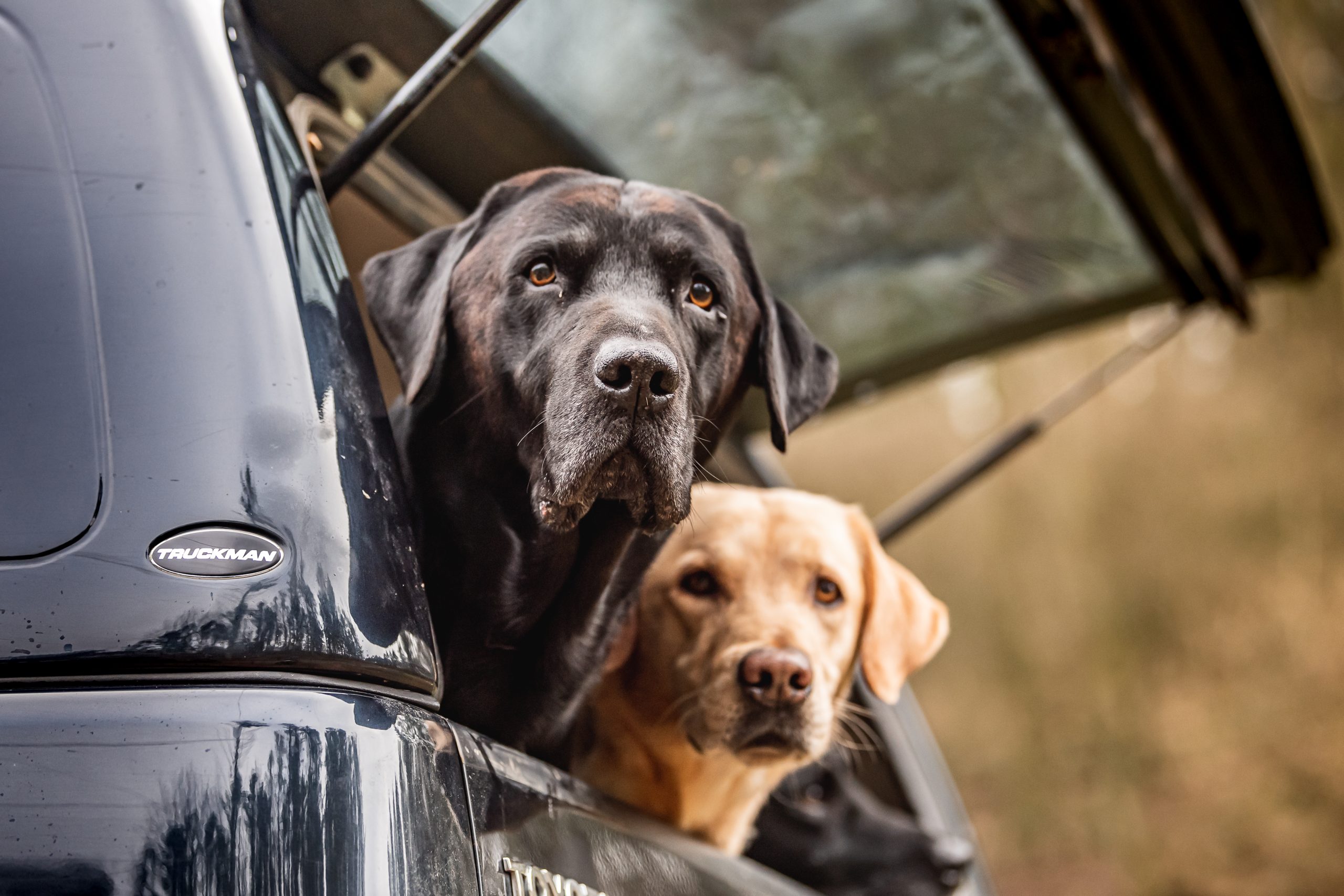 Two labradors sticking their heads out of the back of the pick up