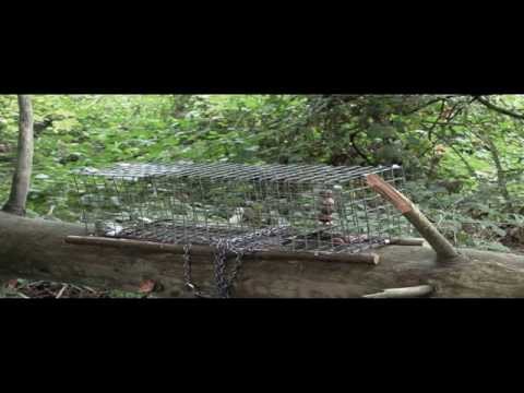 Pest Control with Steve Caple: Trapping