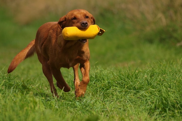 Gundog tests &#8211; training to win