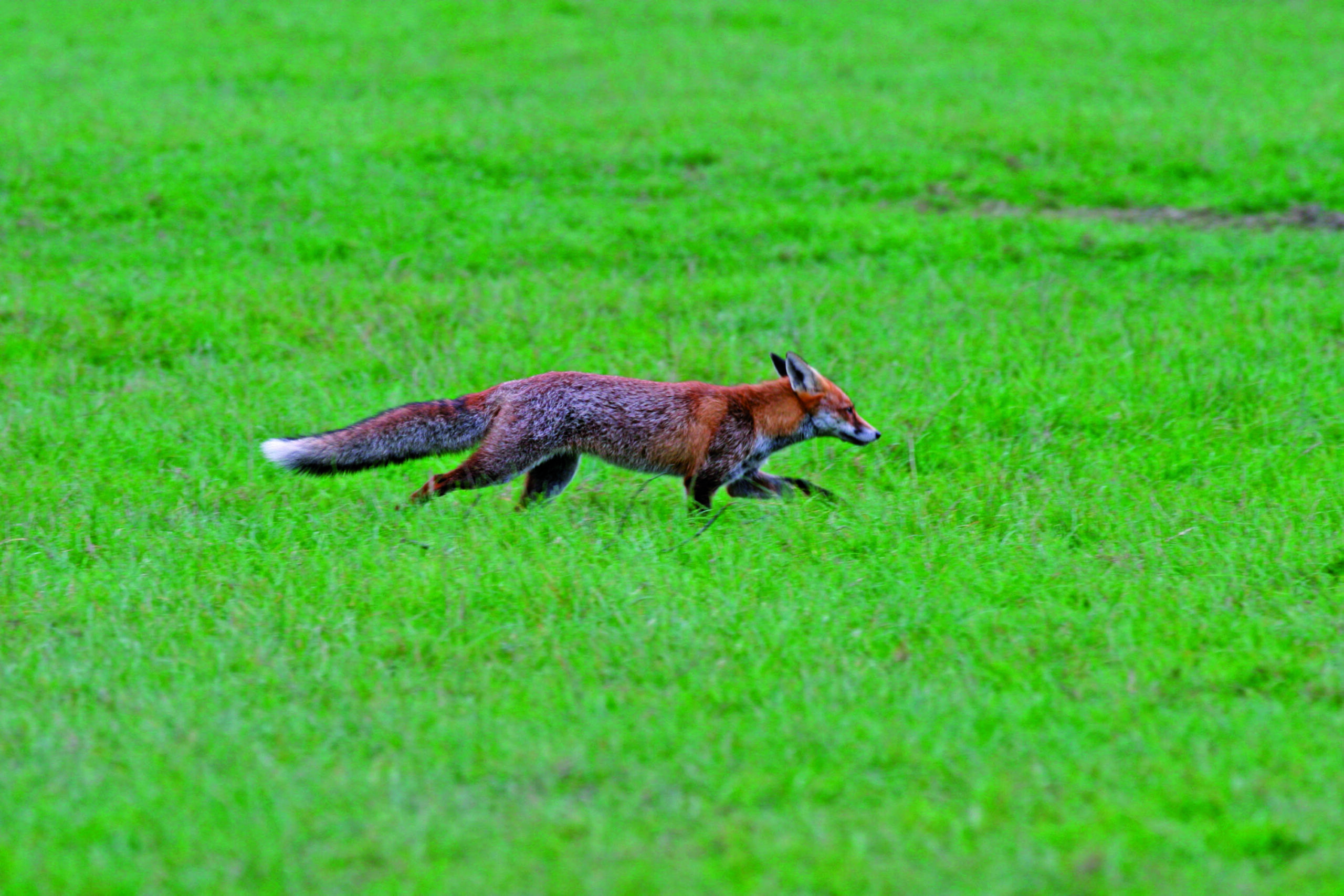 Foxhunting hits  the headlines