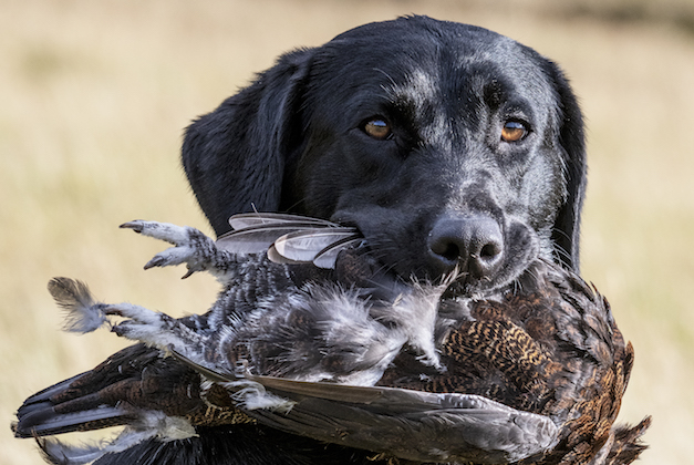 Labrador with grouse 