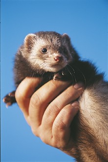 Why are my ferrets are strange colours?