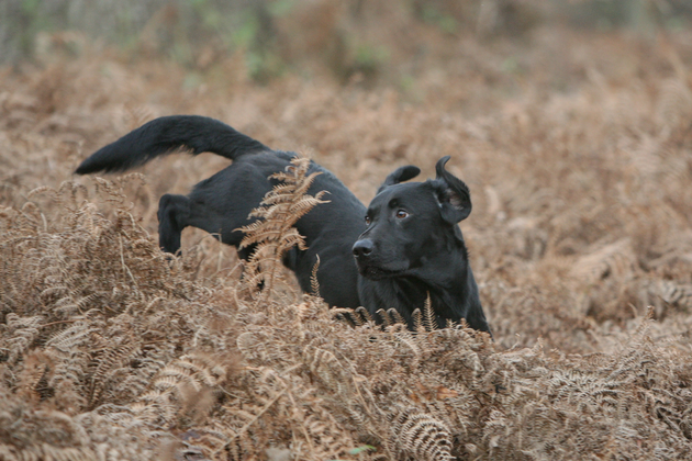 Teaching a gundog to go left and right. Should you?