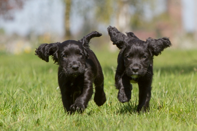 playful puppies