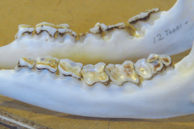jawbone of roebuck