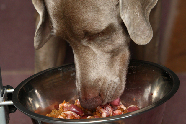 Raw food for dogs &#8211; a good or bad idea?