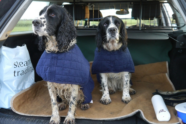 working spaniels