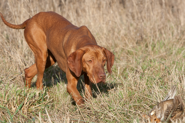 Hungarian vizsla