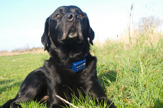 Do electric collars have a place in dog training?