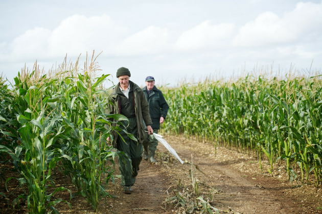 Maize crops