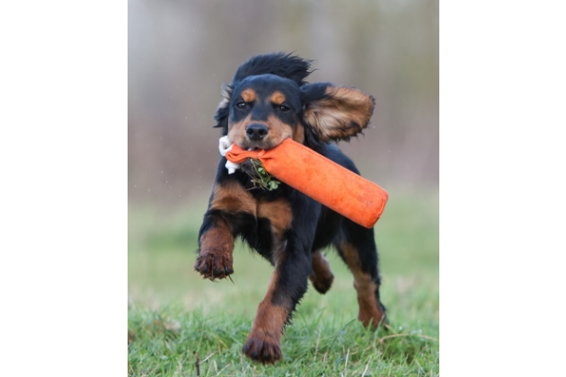 How to teach a gundog puppy to run straight