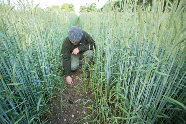 Stalking muntjac
