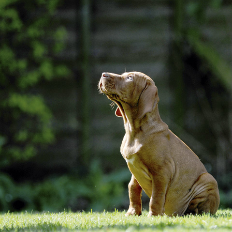 Puppy health advice: Elbows and X-Rays