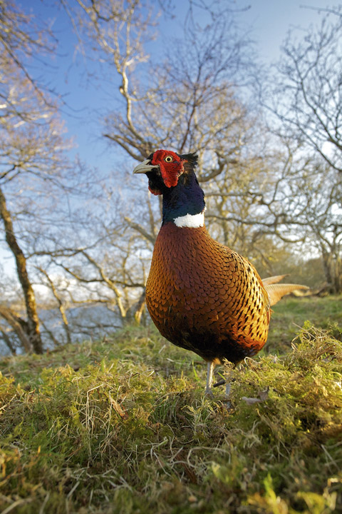 Game shooting in 2013: An expert&#8217;s viewpoint