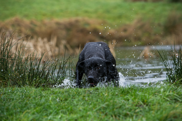 dog in water