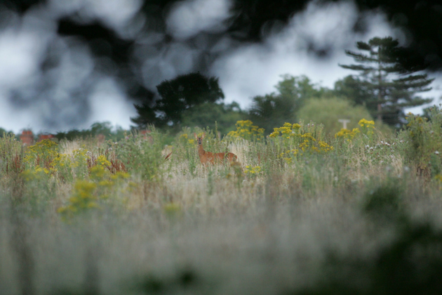 deer stalking