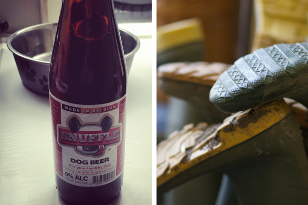 dog beer