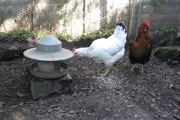 Dealing with rats in the hen house