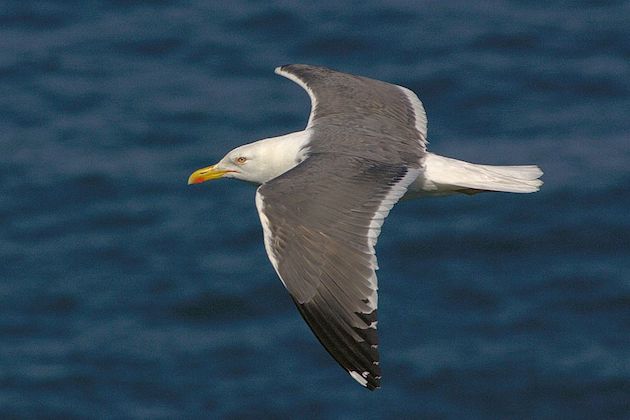 Natural England adds &#8216;screening&#8217; to general licence applications
