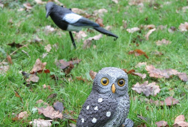 What happens when you use an imitation owl to lure crows and magpies?