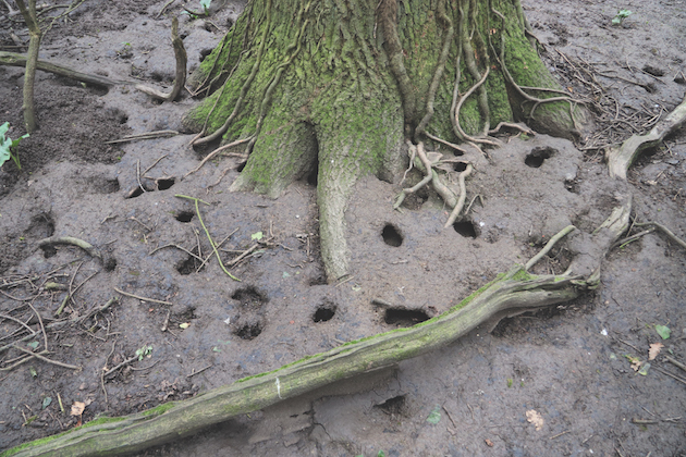 Rat holes in pheasant pen