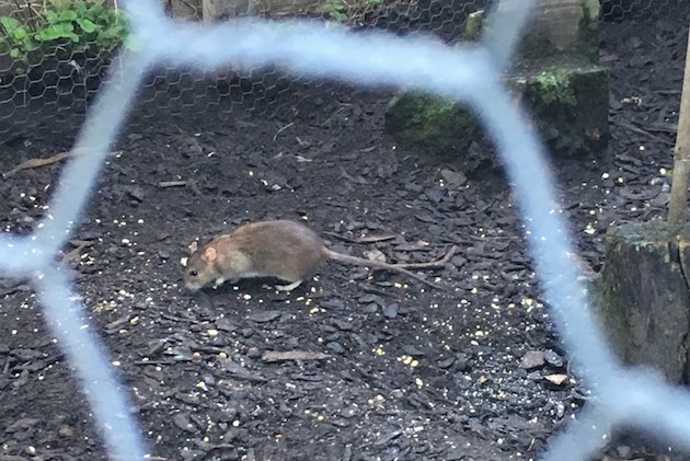 rats in hen house