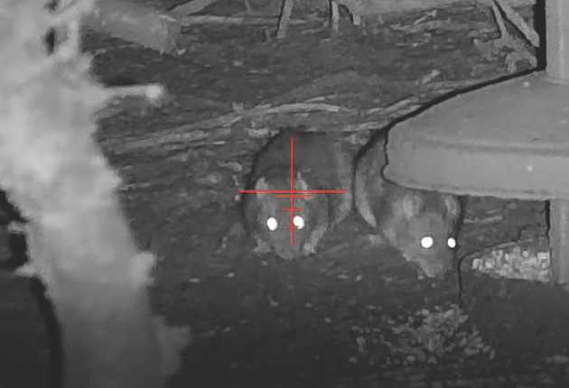 rats around pheasant feeder