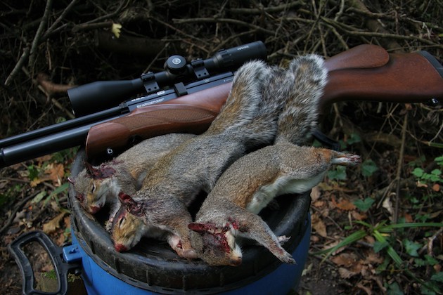 shooting grey squirrels