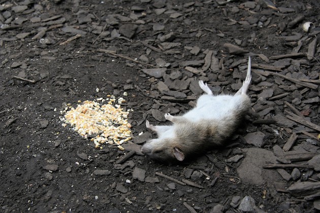 dead rat with maize