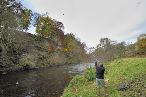 Logie estate: Game shooting in Perthshire