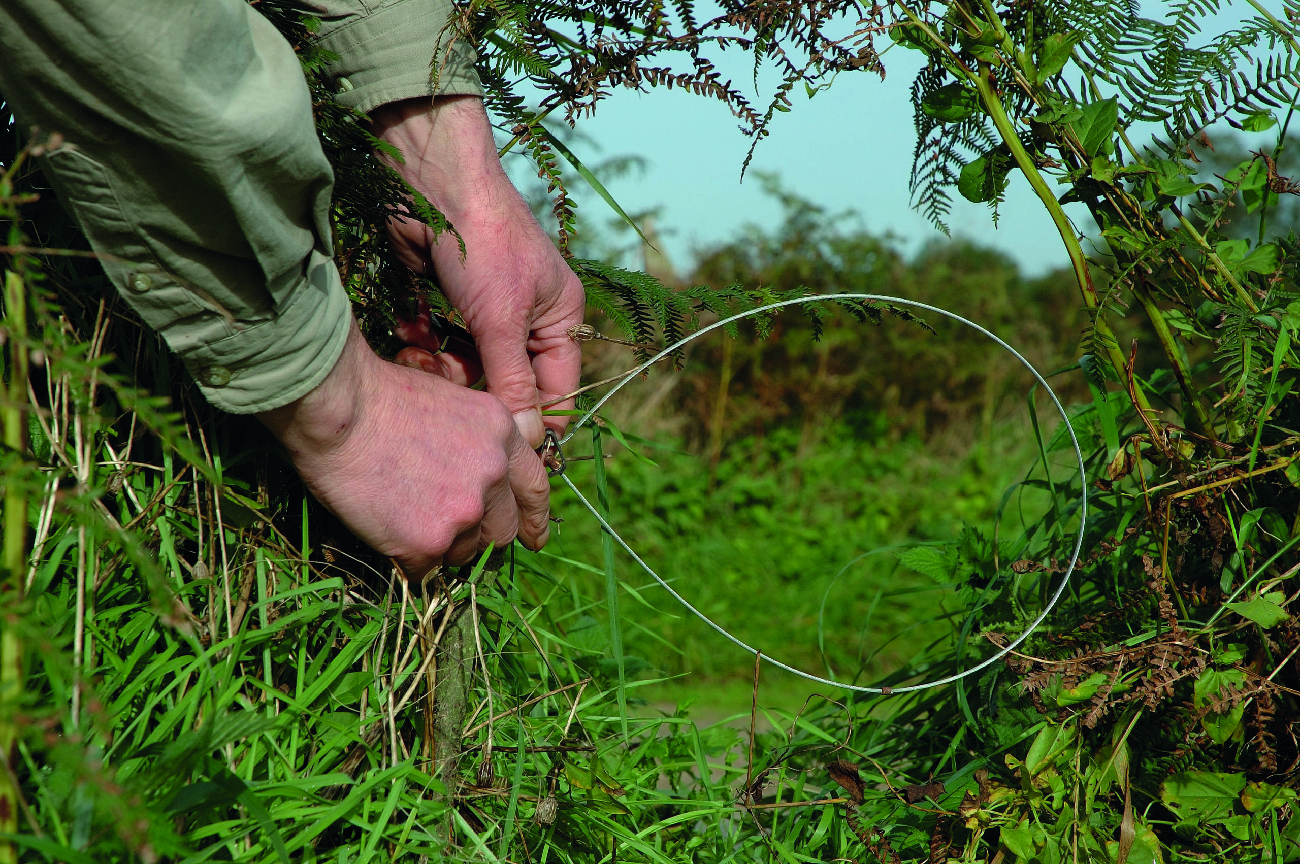 Wales first to introduce a total ban on snares
