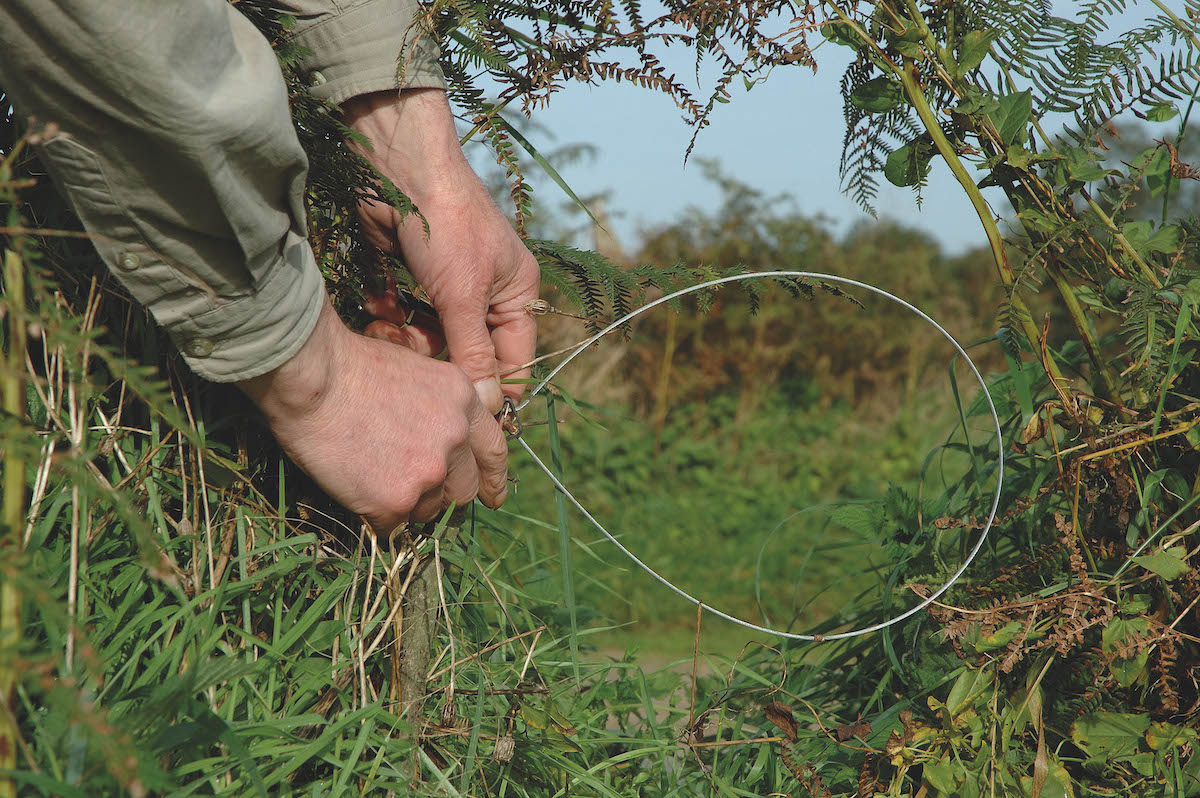 Snaring at risk in Scotland