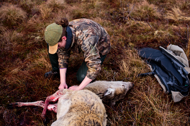 deer gralloch with hunting knife 