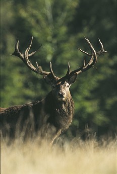 Are red deer and elk the same thing?
