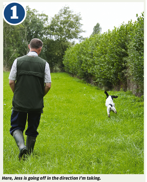 teaching a dog quartering