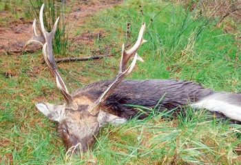 Deer stalker bags 12&#13;
point sika stag
