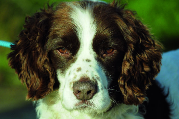 springer spaniel 