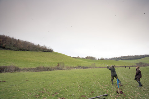 Pheasant shooting at Ugbrooke Park, Devon