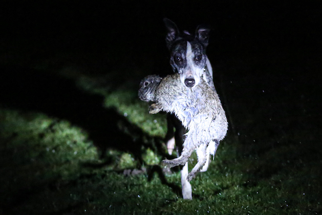Lurcher with a rabbit