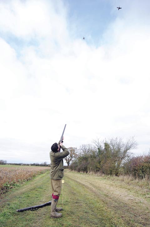 Pheasant shooting at Hill Farm, Warwickshire