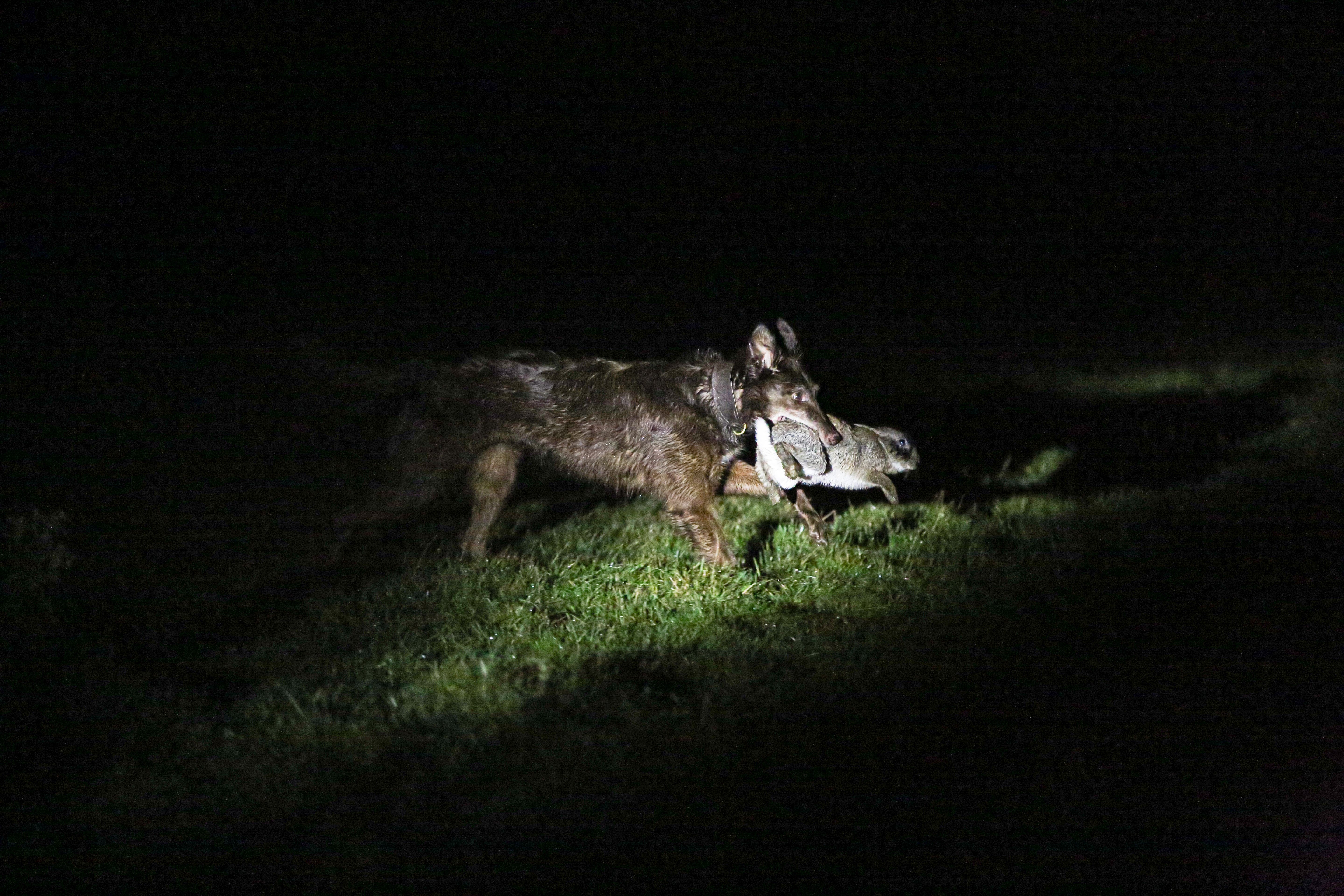 Lamping with lurchers