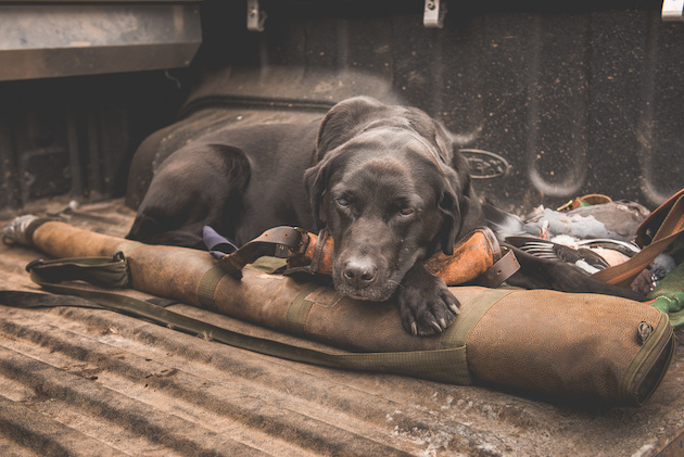 Black Labrador in shooting vehicle 