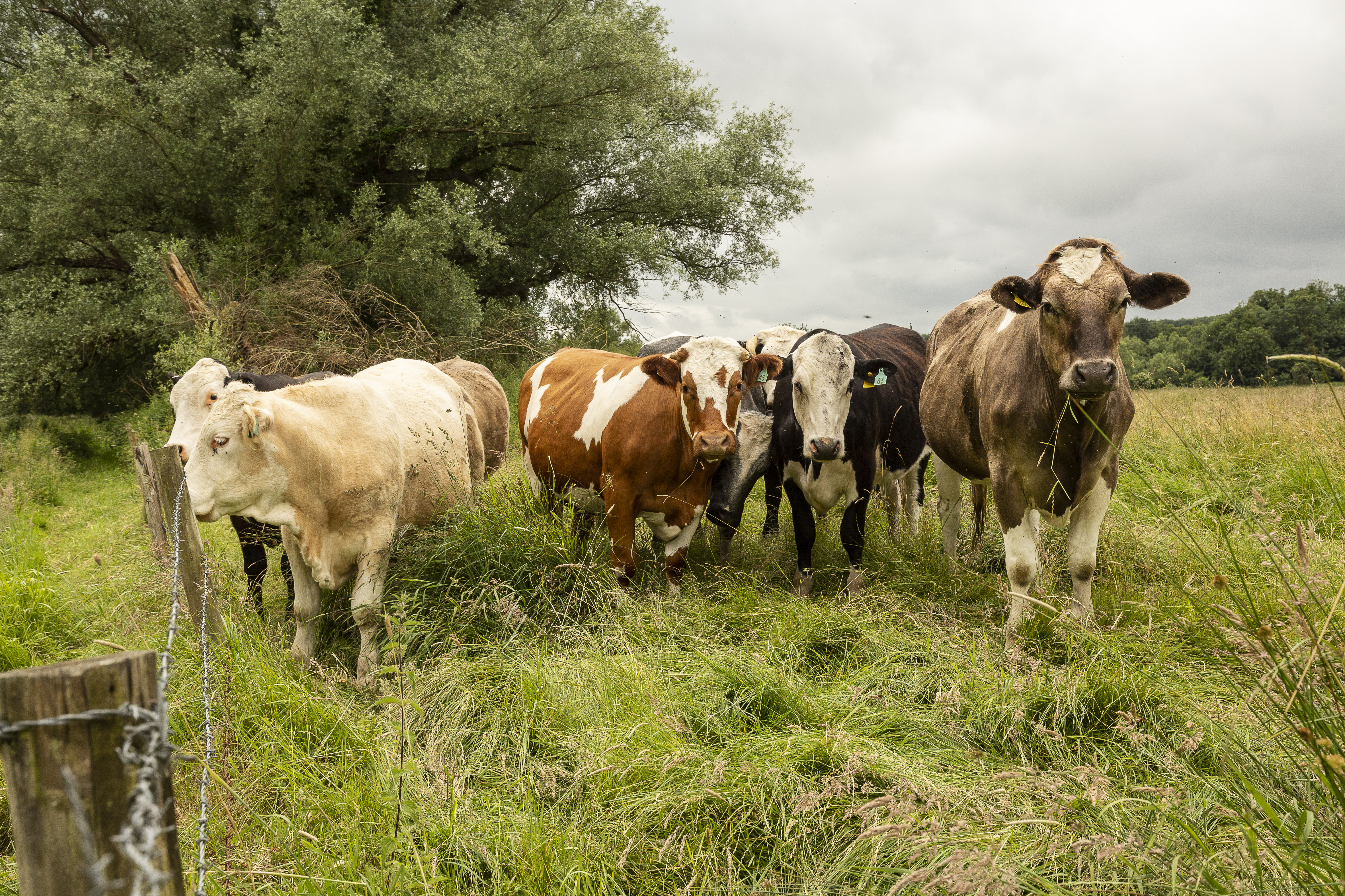 bullocks 
