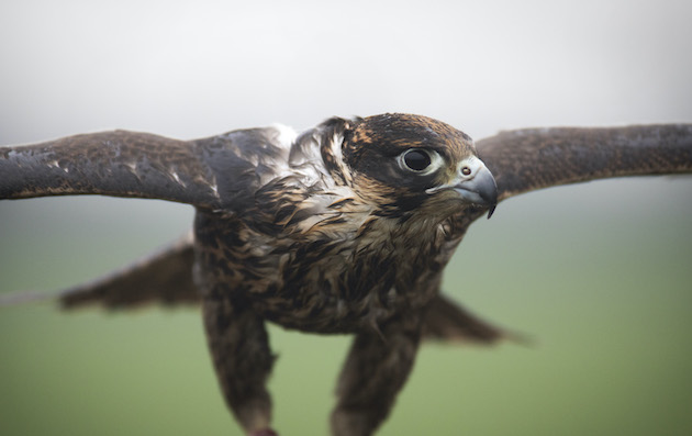 Illegal and unethical &#8216;falconry&#8217; exposed