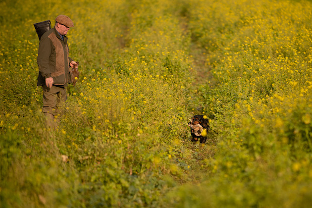 Mustard field ground cover