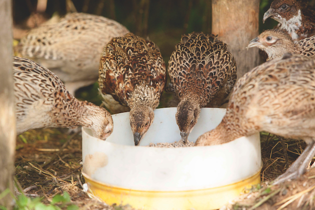 How to keep poults in the best of health