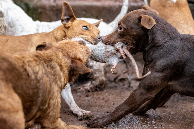 terriers with rat