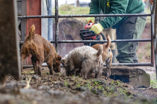 terriers ratting