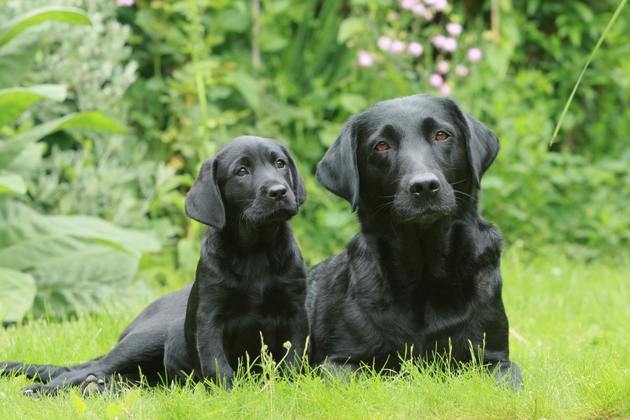Buying a puppy